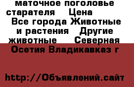 маточное поголовье старателя  › Цена ­ 2 300 - Все города Животные и растения » Другие животные   . Северная Осетия,Владикавказ г.